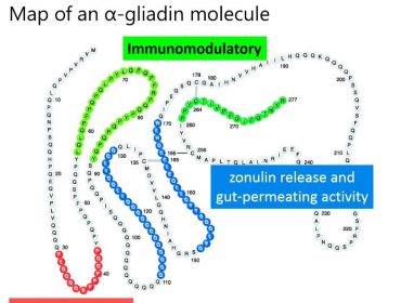 IL GLUTINE CAUSA LA PERMEABILITA’ INTESTINALE SCATENANDO PROBLEMI IMMUNITARI