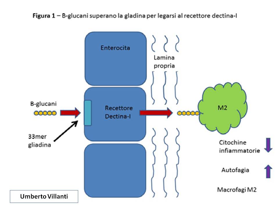 FUNGHI MEDICINALI E CELIACHIA: I BETA GLUCANI DIMINUIREBBERO L’INFIAMMAZIONE INTESTINALE PRODOTTA DALLA GLIADINA