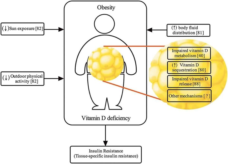 VITAMINA D PER DIMAGRIRE