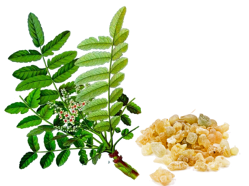 BOSWELLIA: UNA PIANTA ANTINFIAMMATORIA E IMMUNOMODULANTE