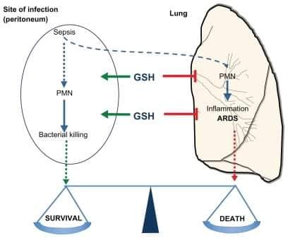 GLUTATIONE COME PREVENZIONE NELLE MALATTIE INFETTIVE – STUDI A SOSTEGNO