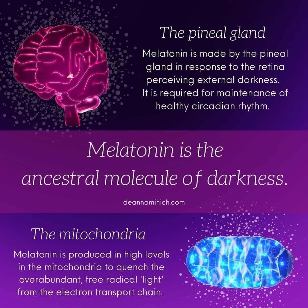 LA MELATONINA E LA VIT D INIBISCONO I TUMORI (AZIONE PRO-APTOTICA)