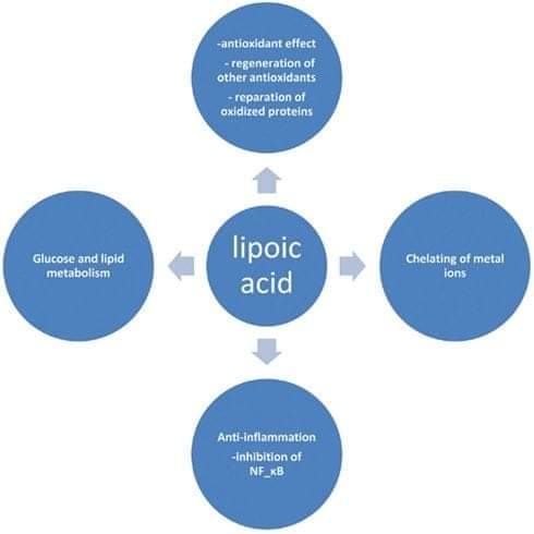 ACIDO LIPOICO, UN POTENTE ANTIOSSIDANTE PER IL CERVELLO E IL CORPO